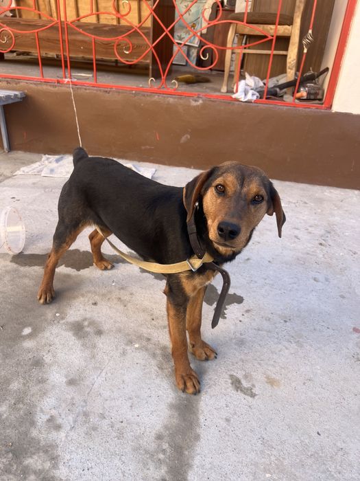 Гончий охотничи собака