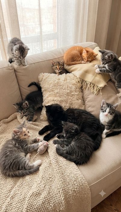 Котята полупородистые