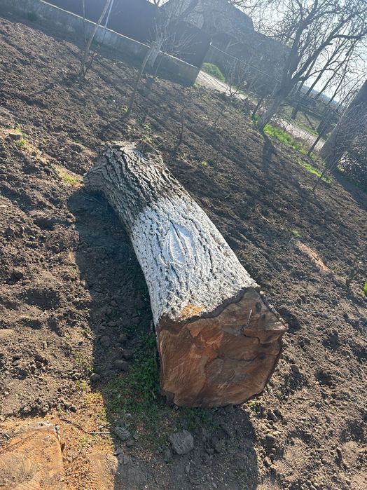 Trunchi de nuc de vanzare