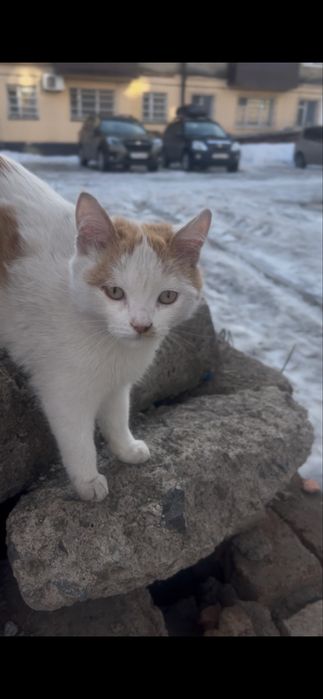 Котенок в добрые руки