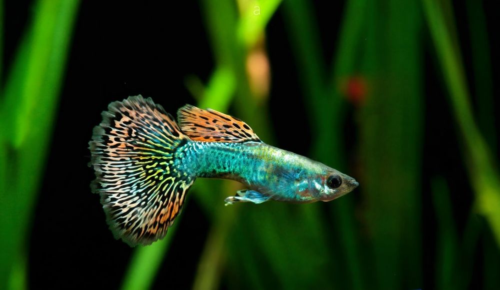 Pesti acvariu guppy si black molly