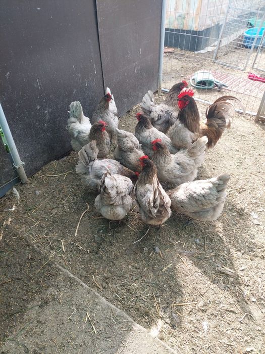 Vând familie de gaini australorp