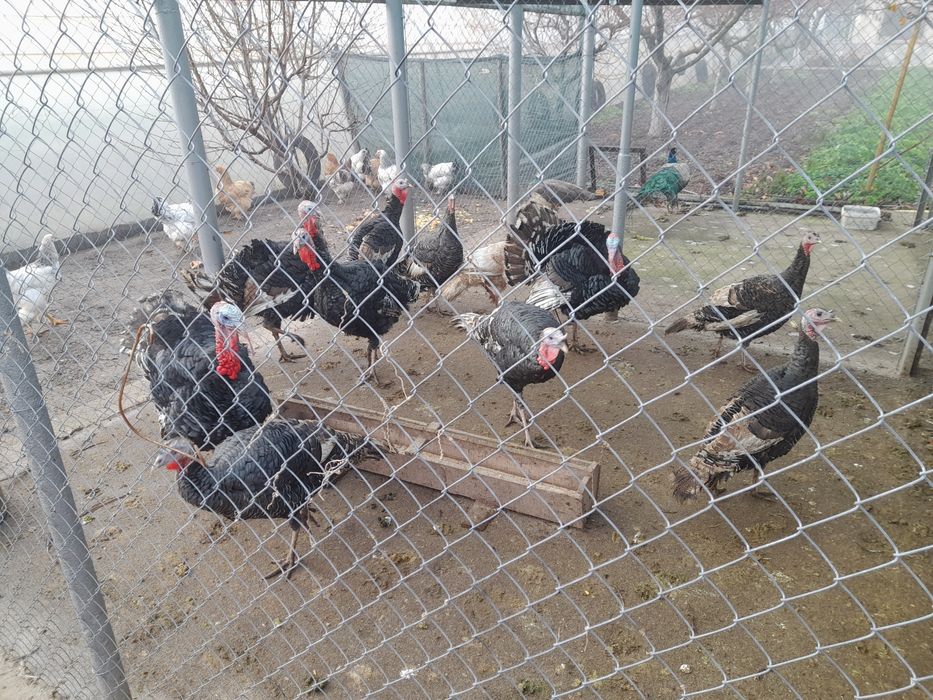 Мисирки.кокошки брама.Зайци на 8месеца за разплод и месо над3.5кг. 40л