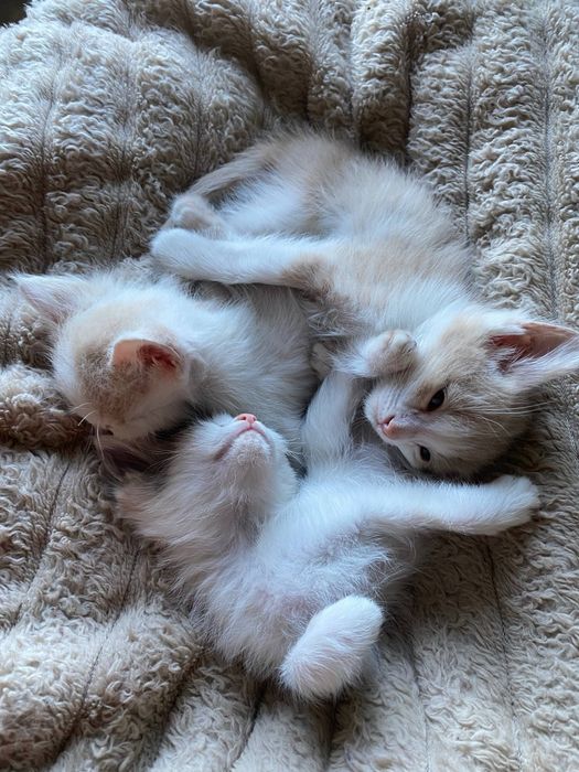 Отдаем милых котят