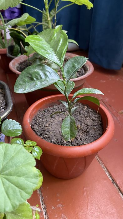 Лимонное дерево