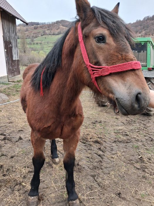 Mânz de vanzare 8 luni