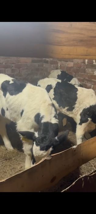 Бычки и телочка телята