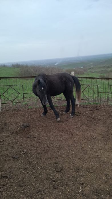 Буаз байталдар  .