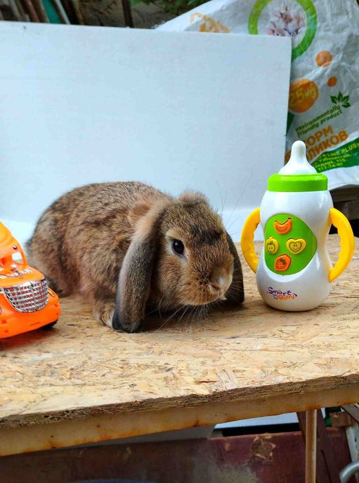 Карликовый Баран.мишка.Karlik Baran dekoratavniy mishka