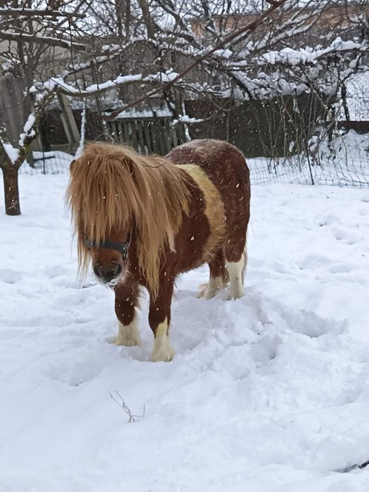 Poneiul Fury disponibil pentru monta