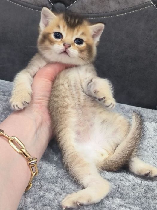 Котята шиншиллы фолды