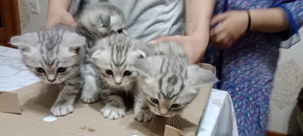 Продам породистых котят