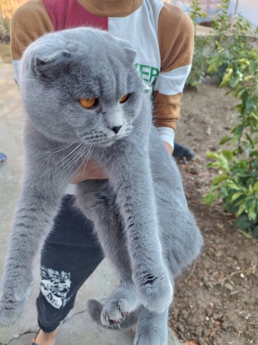 Сотилади топ тоза конли мушуклар шотланский фолди ва страй