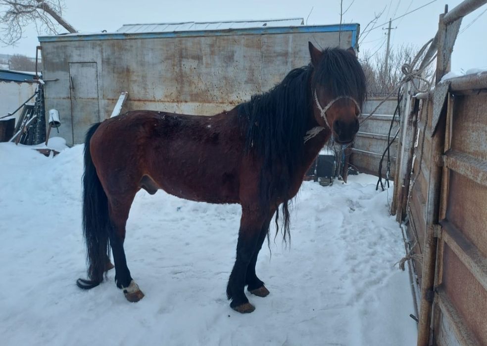 Айғыр,жуас мініледі