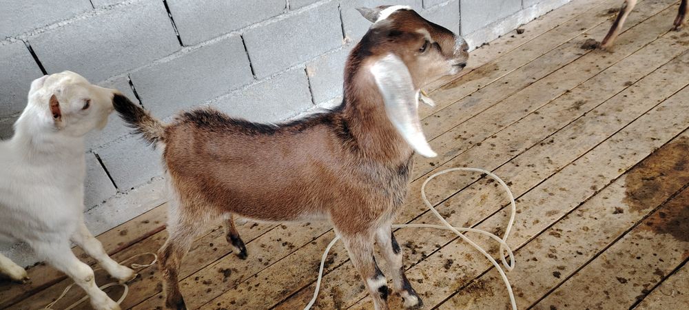 Бйтал теке сстлады