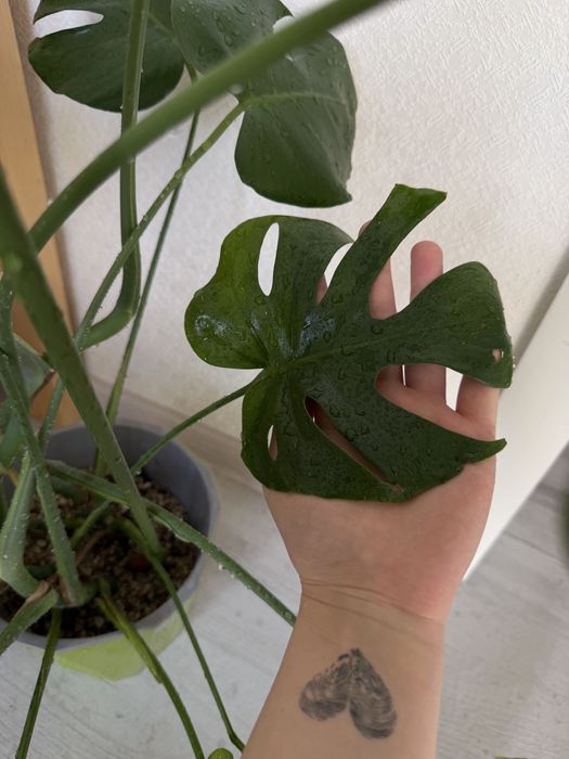 Монстера большая