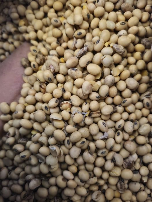 soia boabe 1.70 Soia boabe