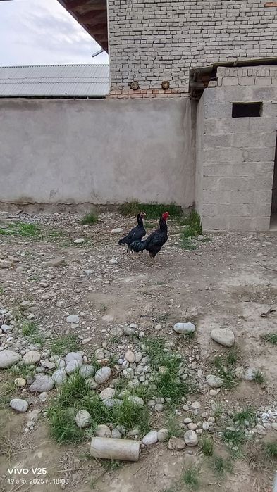 Dakan xoʻroz 10 oylik