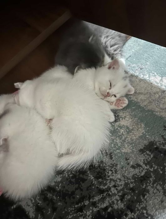 Mushukchalar sotiladi zotli narxi