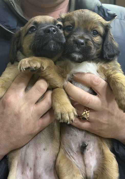 Щенок 1,5 месяца остался один