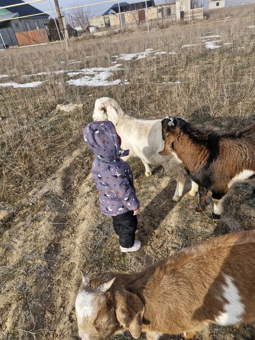 Битал таза ешкилер