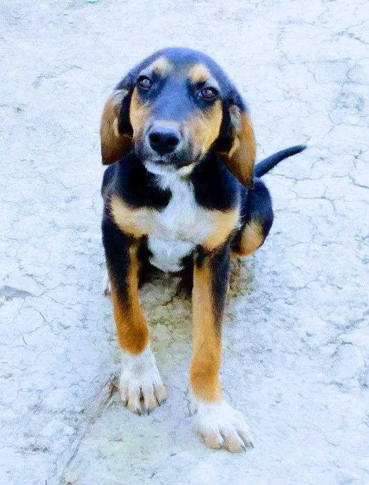 Собаки и щенки в Термезе