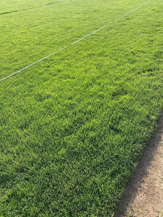 Рулонный газон газон уруг екиш хизмати