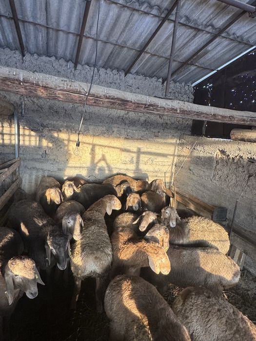 Арашан қошқар сатылады