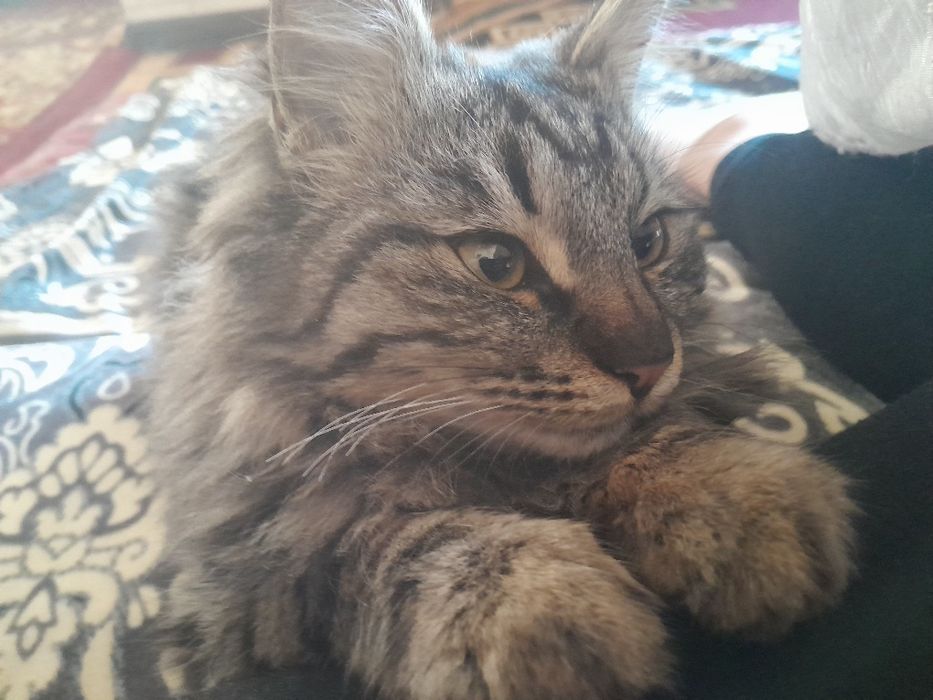 кошка молодая красивая