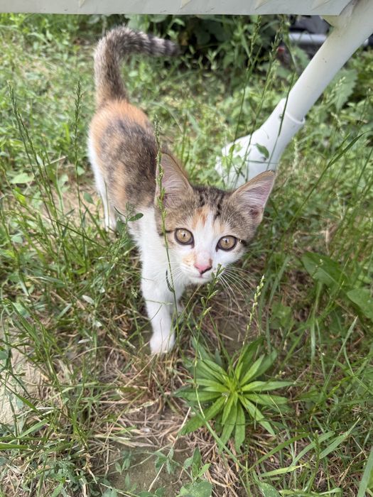 Отдам котенка в добрые руки