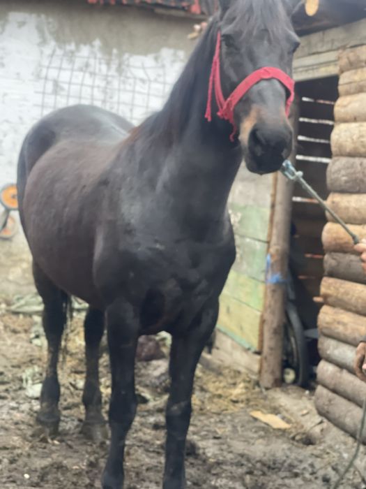 Vand iapa de 10 ani !