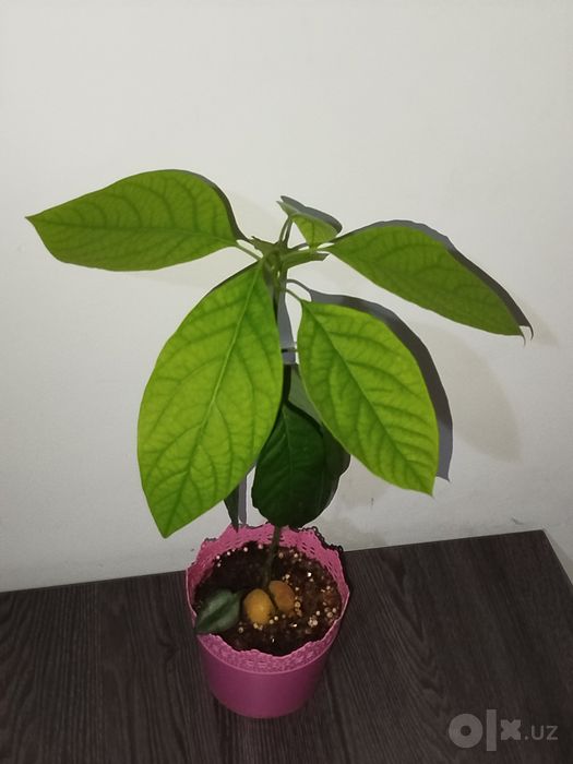 Avakado koʻchati авакадо