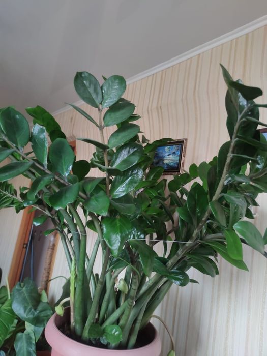 Замиокулькас, долларовое дерево