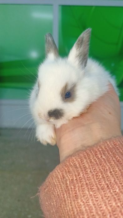 Карликовые кролики