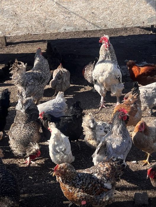 Oua incubat Gaini Motate,Barboase,Incaltate,Metisate