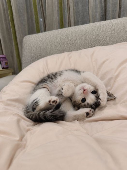 Отдаю котят в добрые руки