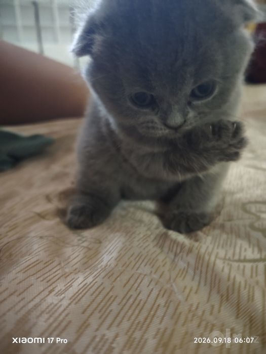 Mushuk.Котёнок.мушук.смесь скотиш+ перс