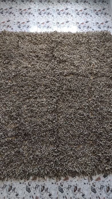 Китенци и Аши...