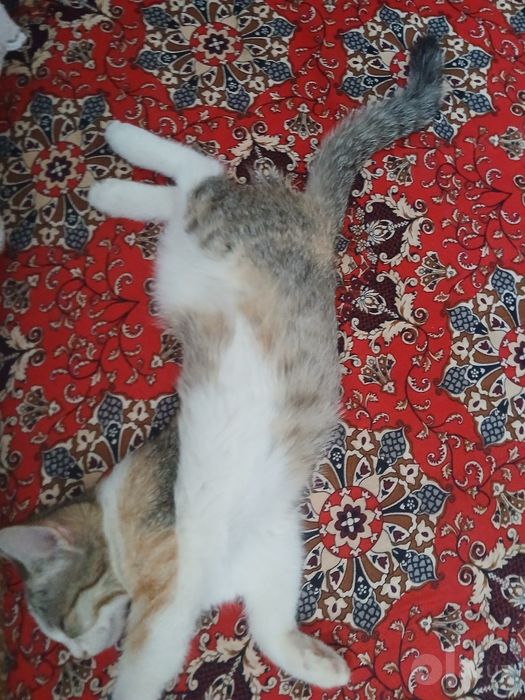 Кошка,  бесплатно