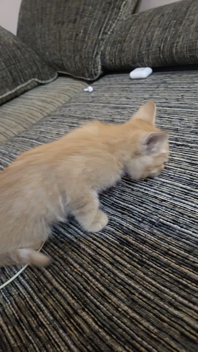 Отдам котенка в добрые руки