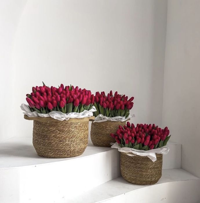 Тюльпаны Голландские