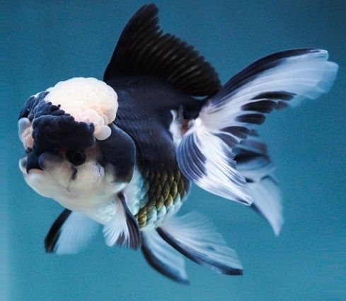 Aranda 3 kolor panda xet red kotta razmerda kopatishga tayyor