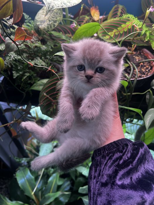 Шотладские котята