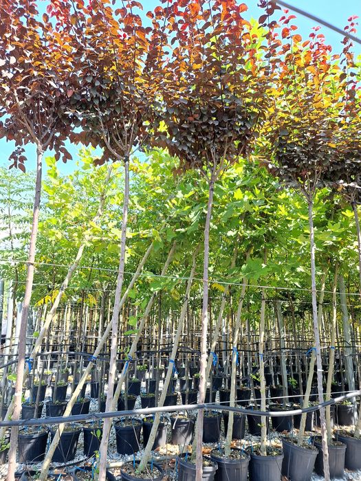 Plante ornamentale,  leylandii, magnolia grandiflora, platan,tei,artat