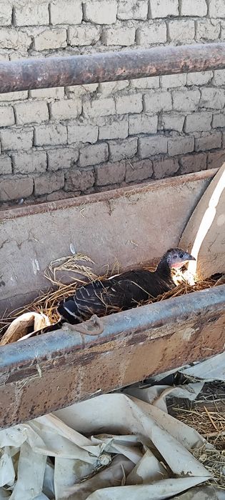 Индюшка наседка Мекен курык