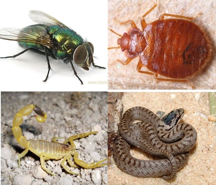 Дезинфексия  Dezinfeksiya dizinfeksiya dezinseksiya дезинфекции