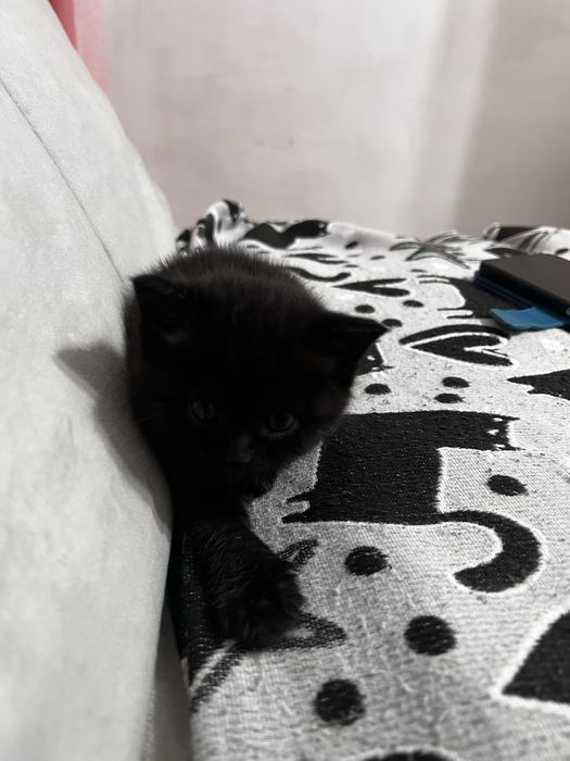 Котенок в добрые руки