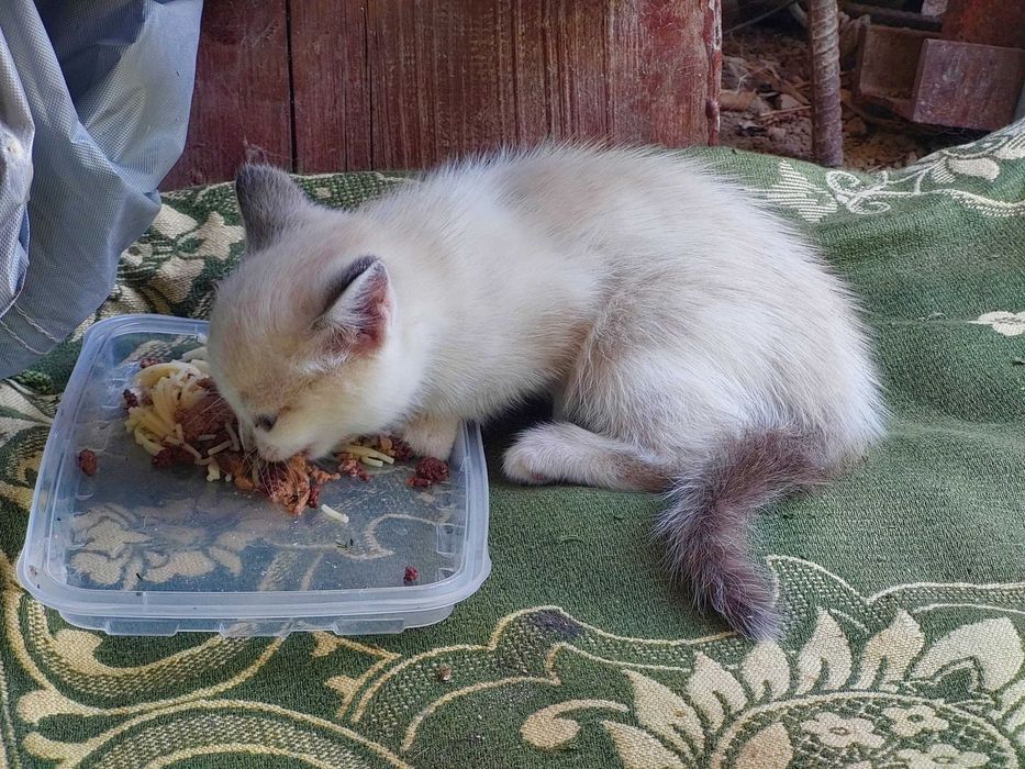 Отдам в добрые руки котят