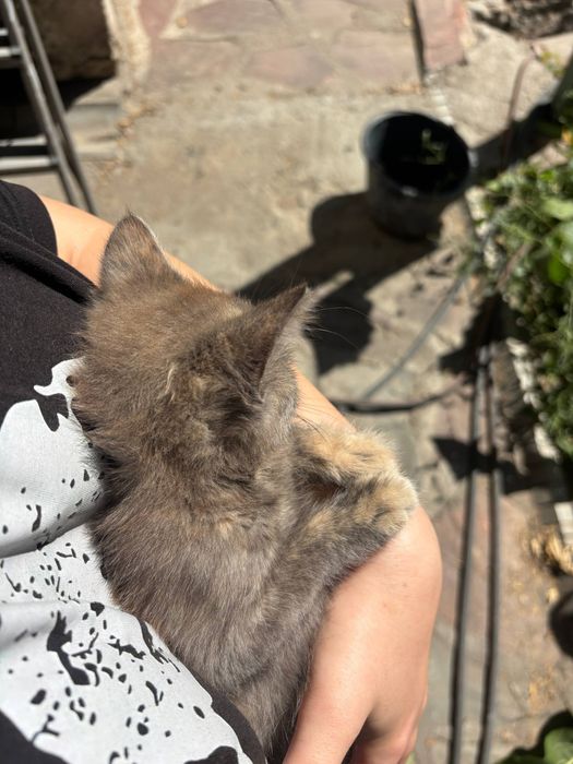 Отдам котенка в добрые руки < 3
