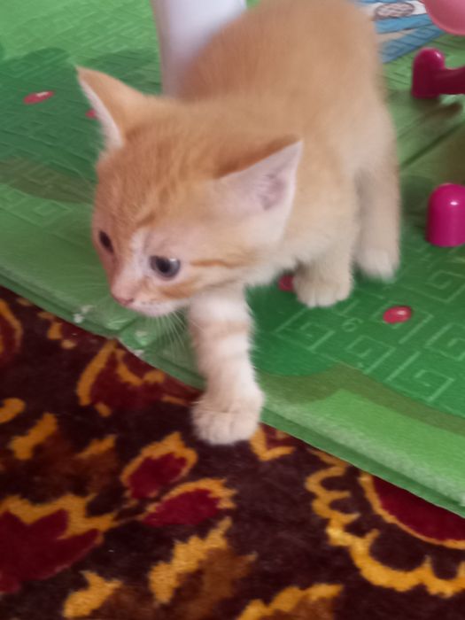Отдам котят в добрые руки